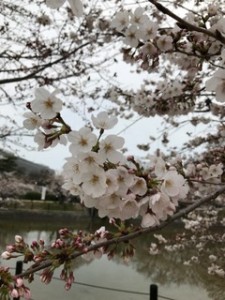 桜